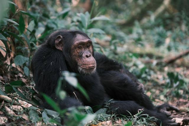 Chimpanzee resting on the forest floor among fallen leaves