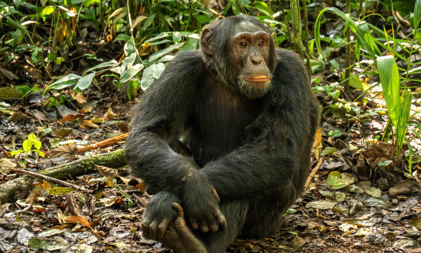 Chimpanzee sitting on the forest floor