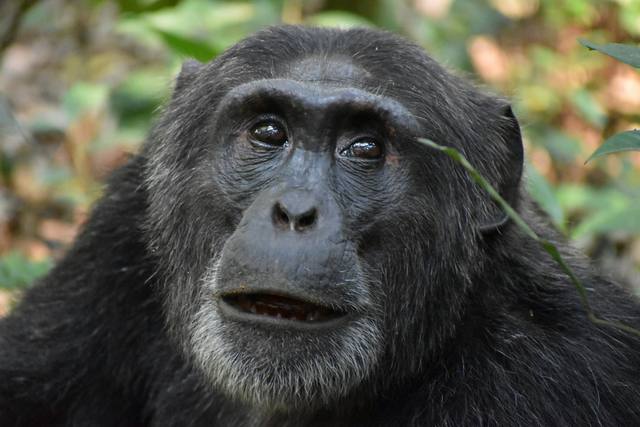 Close portrait of a grey-bearded chimpanzee looking at the camera
