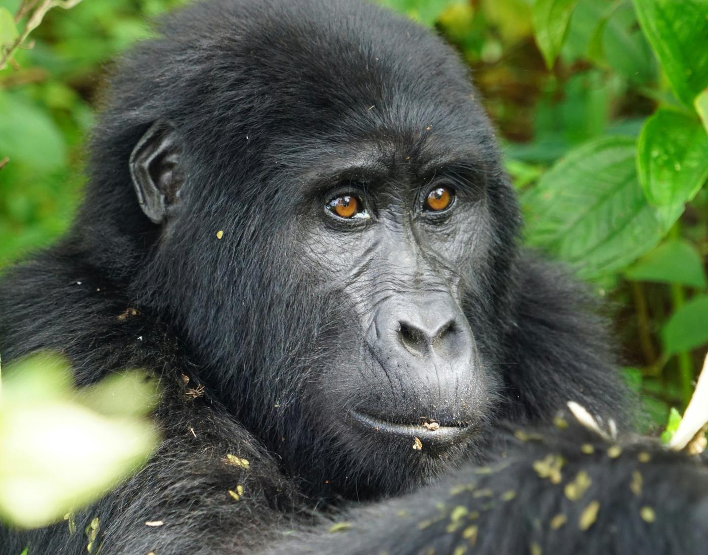 Close portrait of a young mountain gorilla with amber eyes and leaves in the foreground