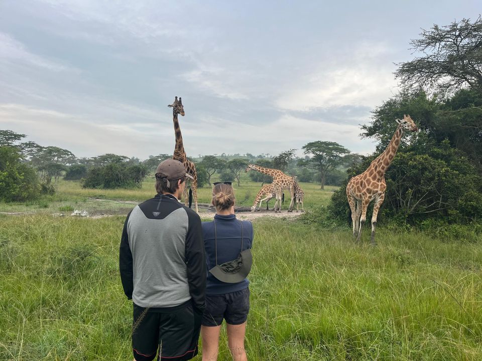 Two visitors stand in the grass and watch giraffes near a waterhole