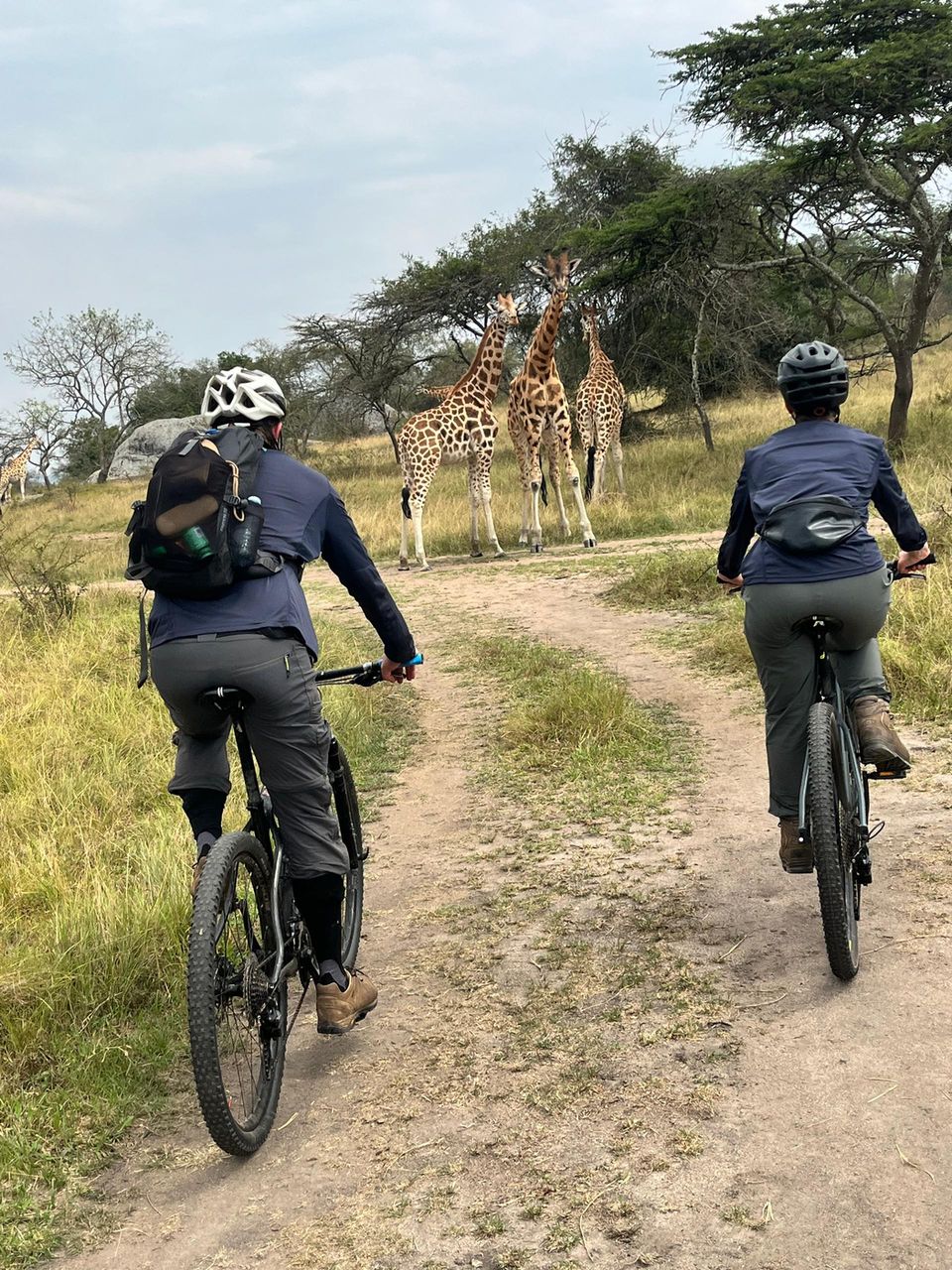 Two riders on mountain bikes approach three giraffes standing among acacia trees beside a granite boulder