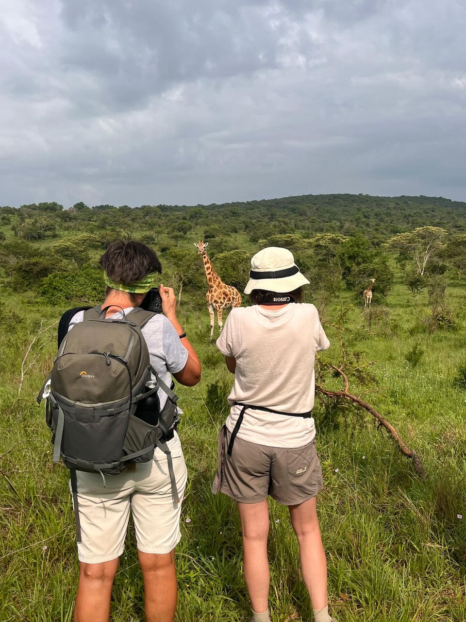 Two visitors on foot photograph a giraffe in green bush during a walking safari