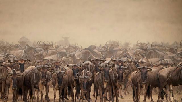 Dense herd of wildebeest facing the camera in the dust of the Serengeti plains