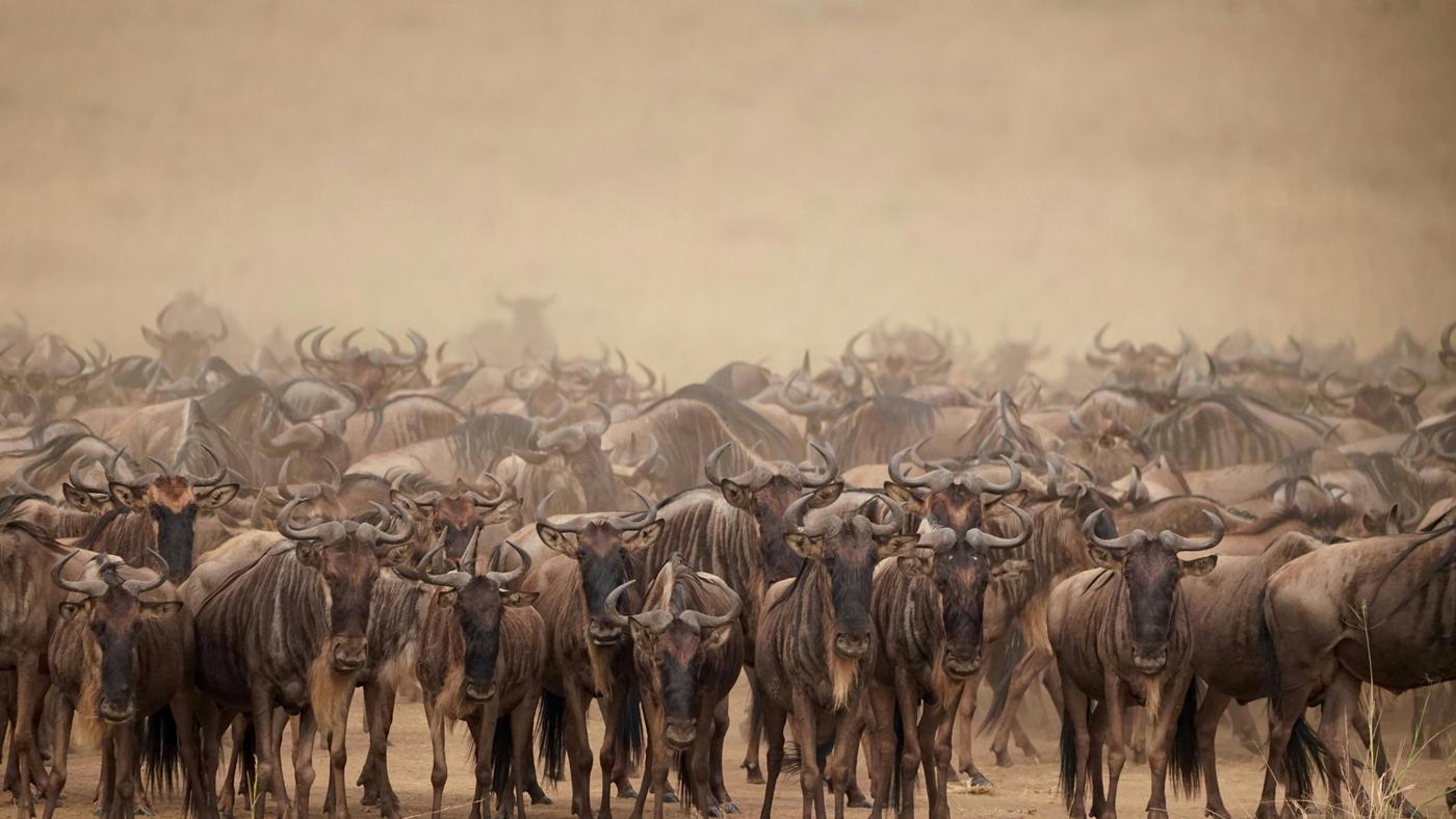 Dense herd of wildebeest facing the camera in the dust of the Serengeti plains