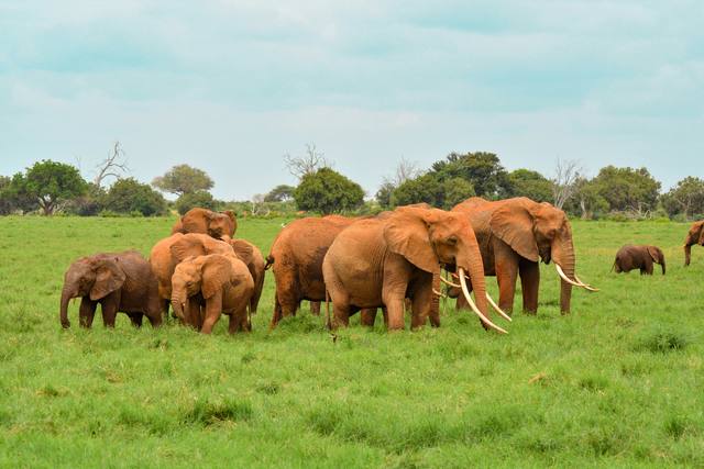 Herd of dust-red elephants and calves grazing on bright green grass