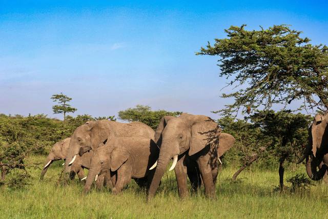 Elephant family grazing among acacia trees under a bright blue sky