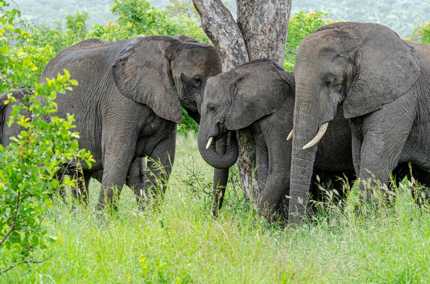Elephant family standing together beside a tree in green bush