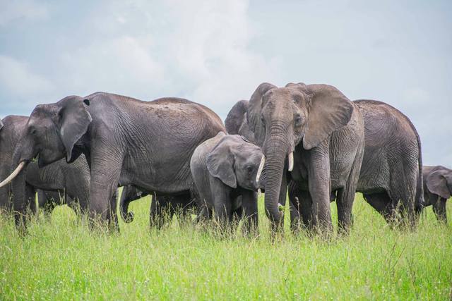 Elephant family with a calf grazing on bright green grass