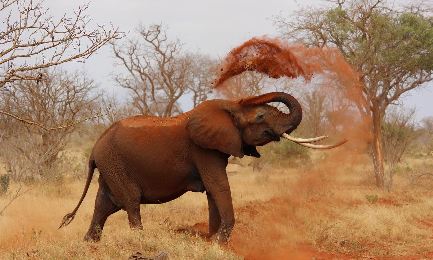 Elephant throwing red dust over its back