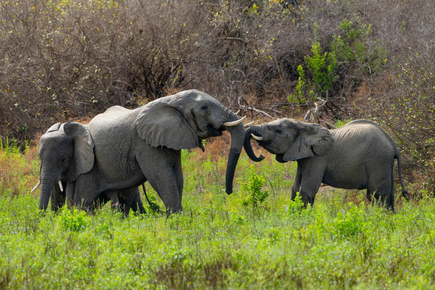 Two elephants greeting each other trunk to trunk in lush green vegetation