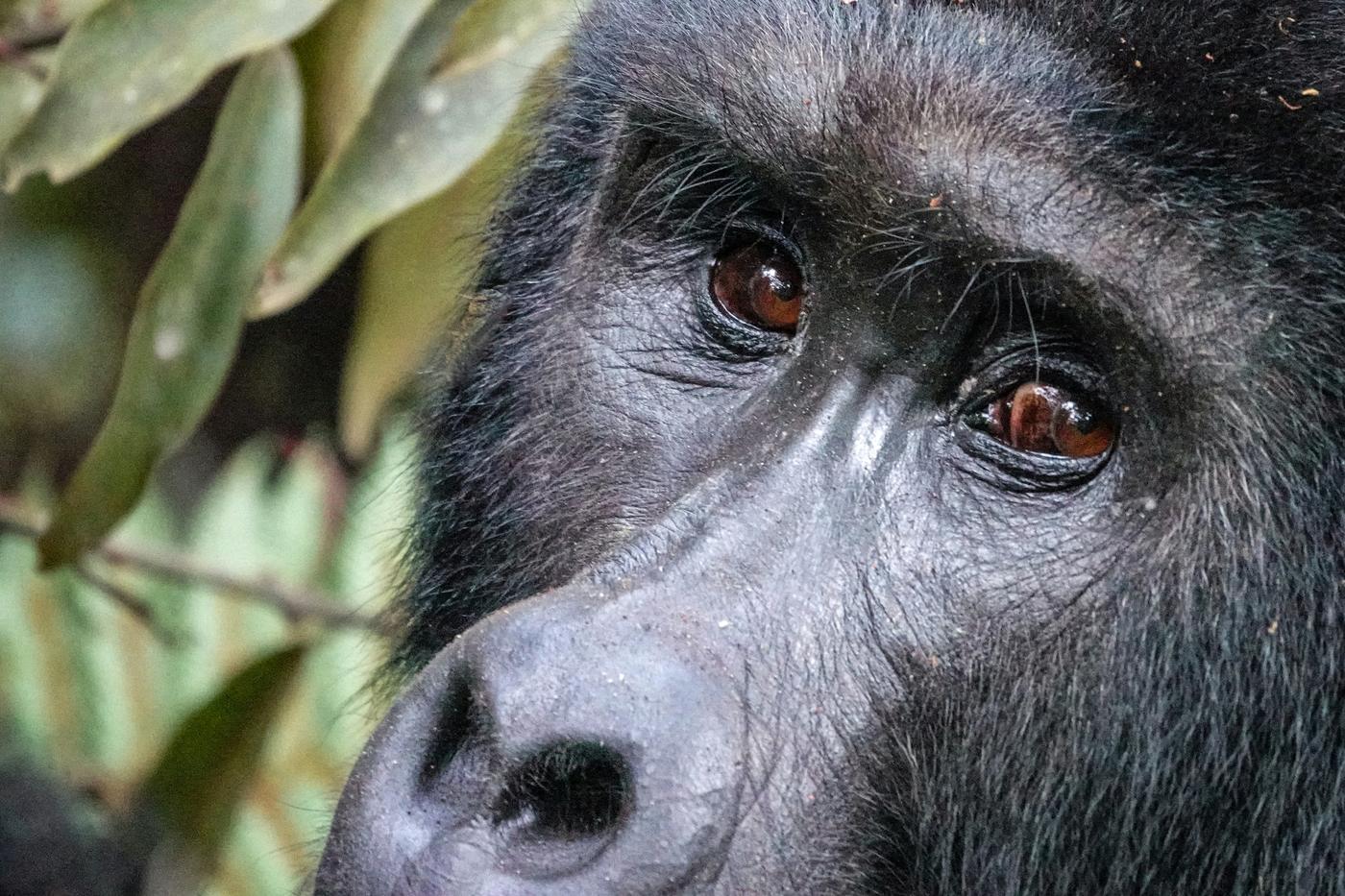 Uganda Gorilla Trek & Nile Adventure