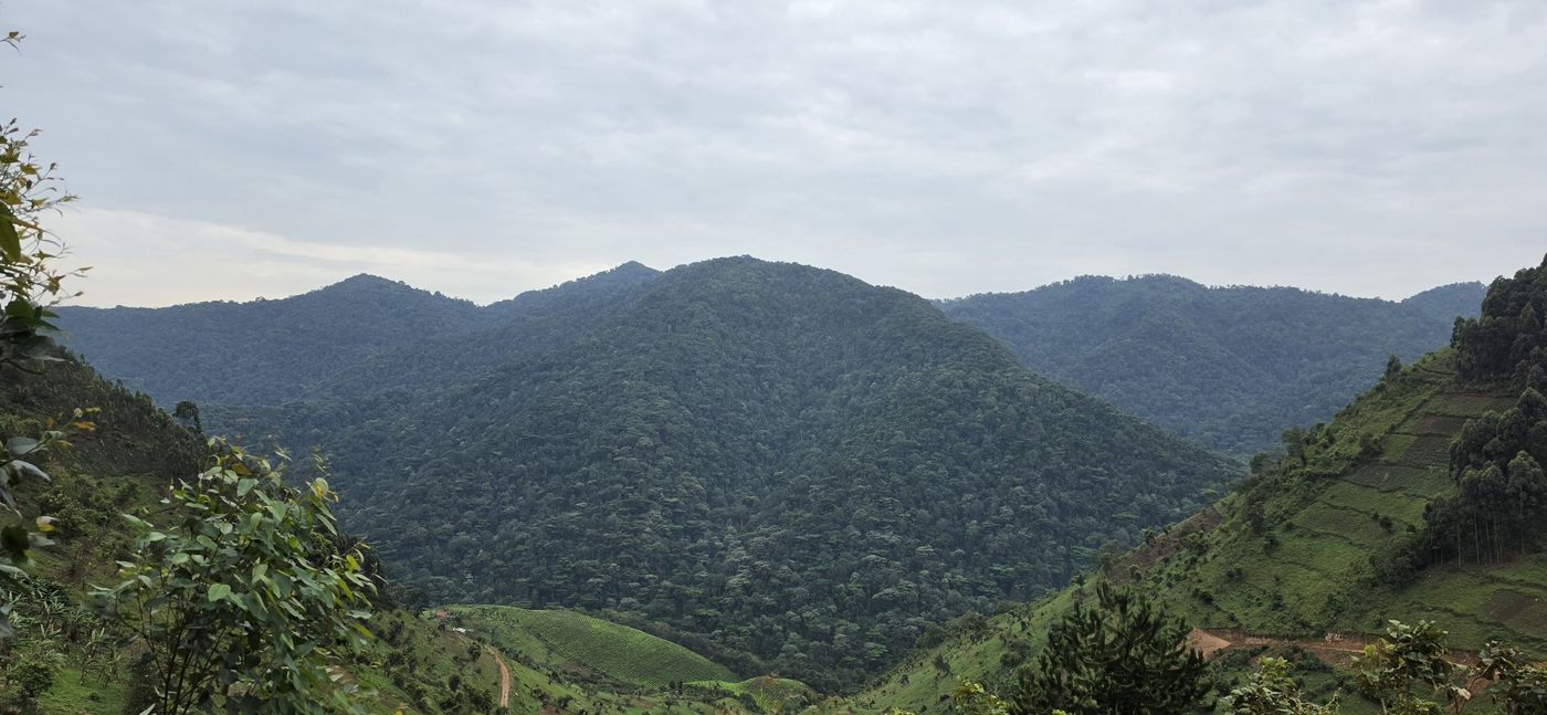 Forested hills of Bwindi Impenetrable Forest
