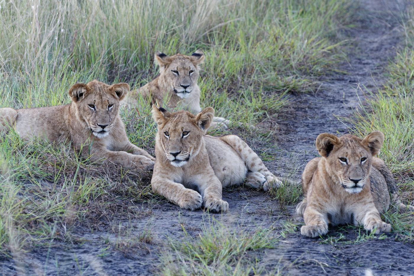 Tanzania Southern Circuit: Ruaha & Nyerere Wilderness