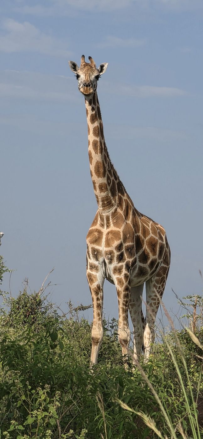 10 Day Gorilla Trekking and Migration Safari: Bwindi and the Maasai Mara