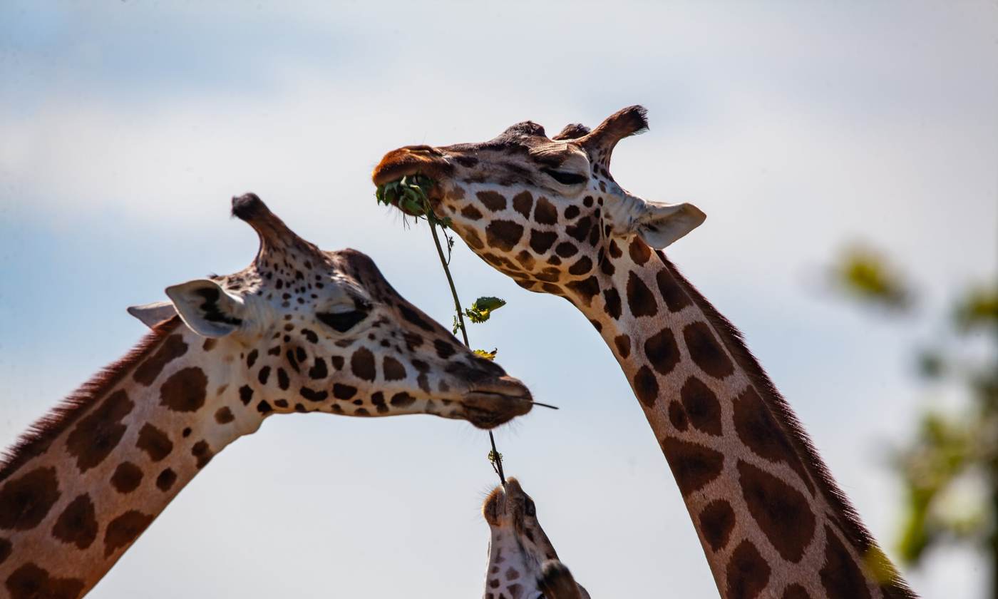 Two giraffes browsing from the same branch