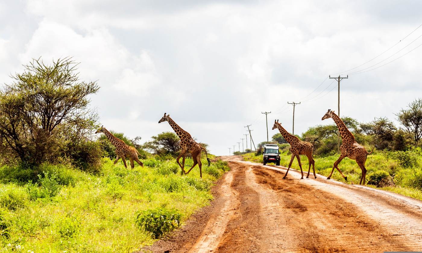 Giraffes crossing a red dirt road in front of a safari vehicle