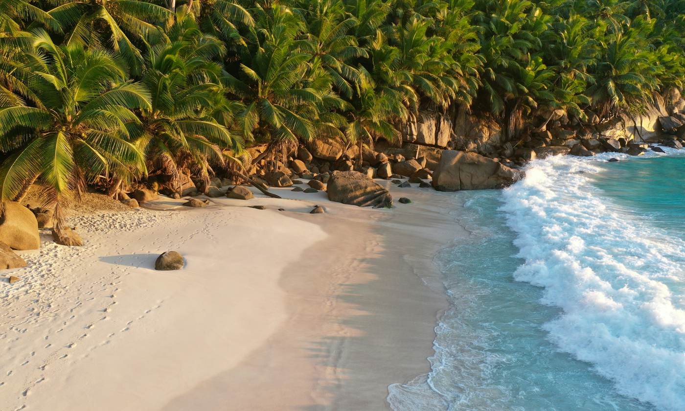 Golden light on a palm-fringed beach with turquoise water