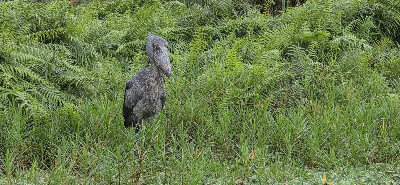 14 Day Uganda Wildlife and Birding Safari