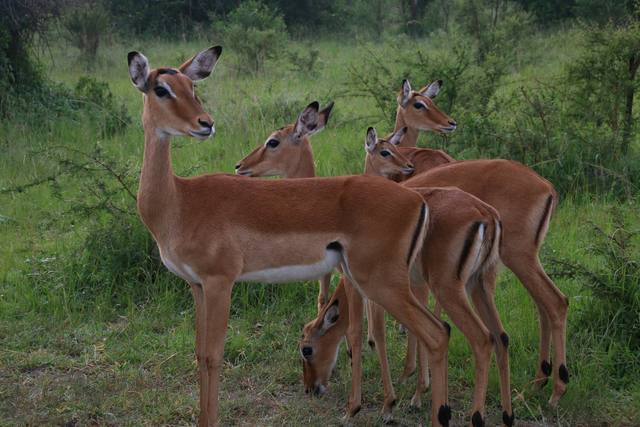 Group of female impala standing close together in green bush