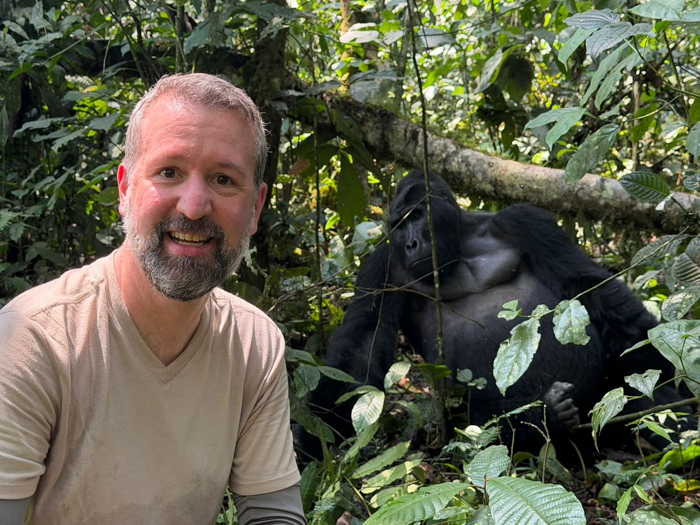 Guest with a mountain gorilla at Bwindi, the forest half of a gorillas and migration safari