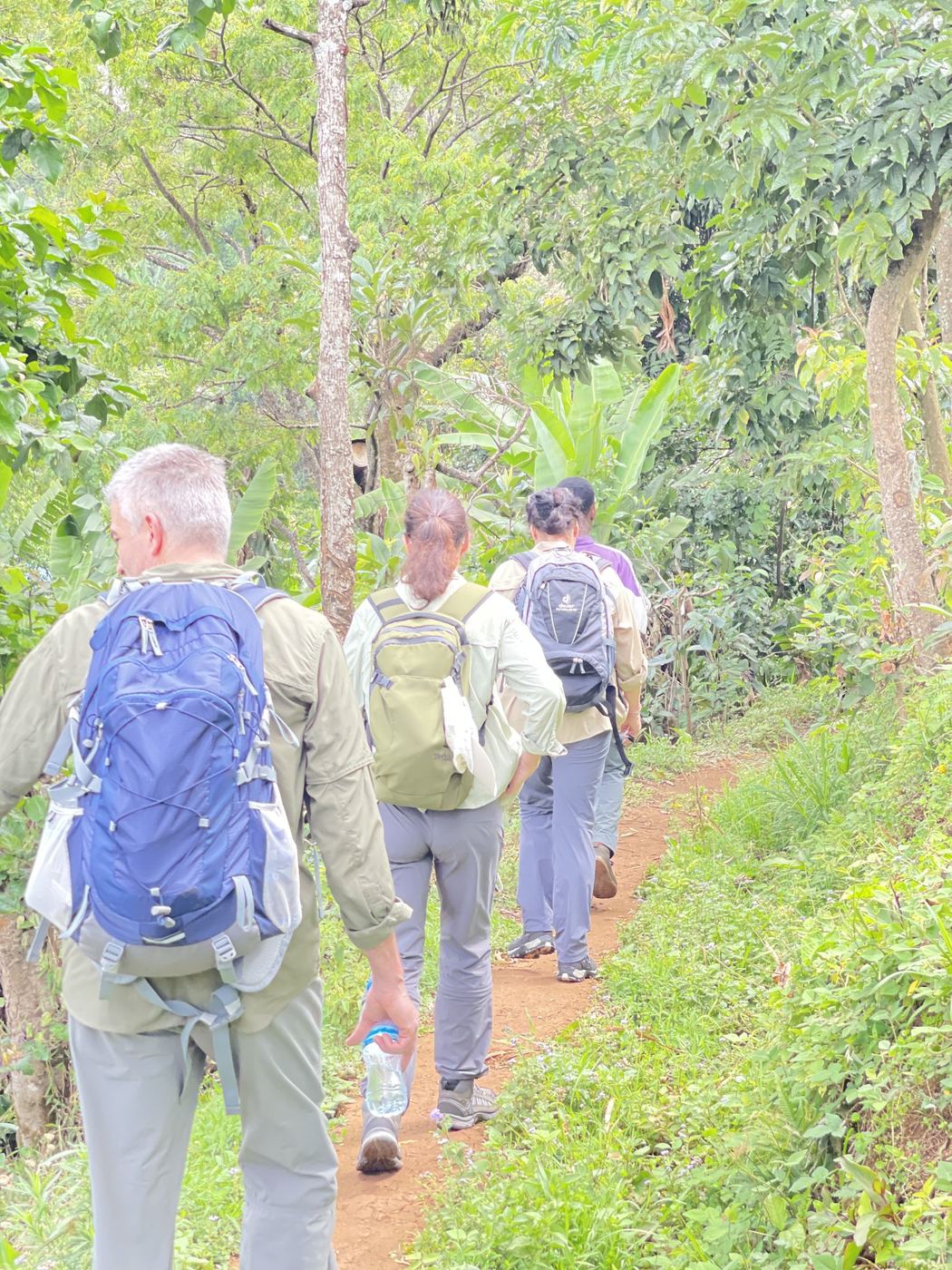 Guests hiking a green forest trail with day packs