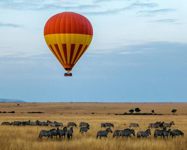 Hot air balloon floating over grazing zebras on the golden plains of the Maasai Mara