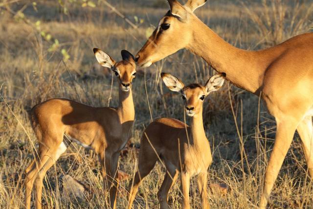 Impala mother nuzzling two young lambs in golden evening light