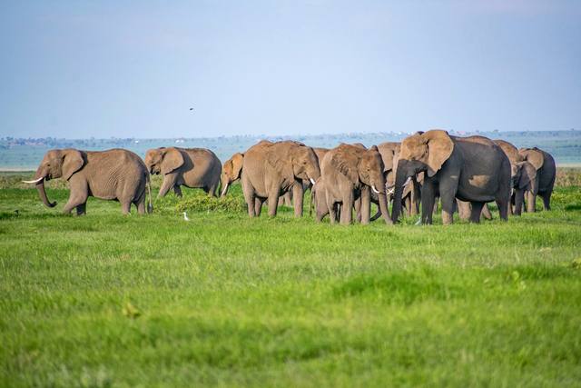 Large elephant herd walking in a line across green grassland under a pale sky