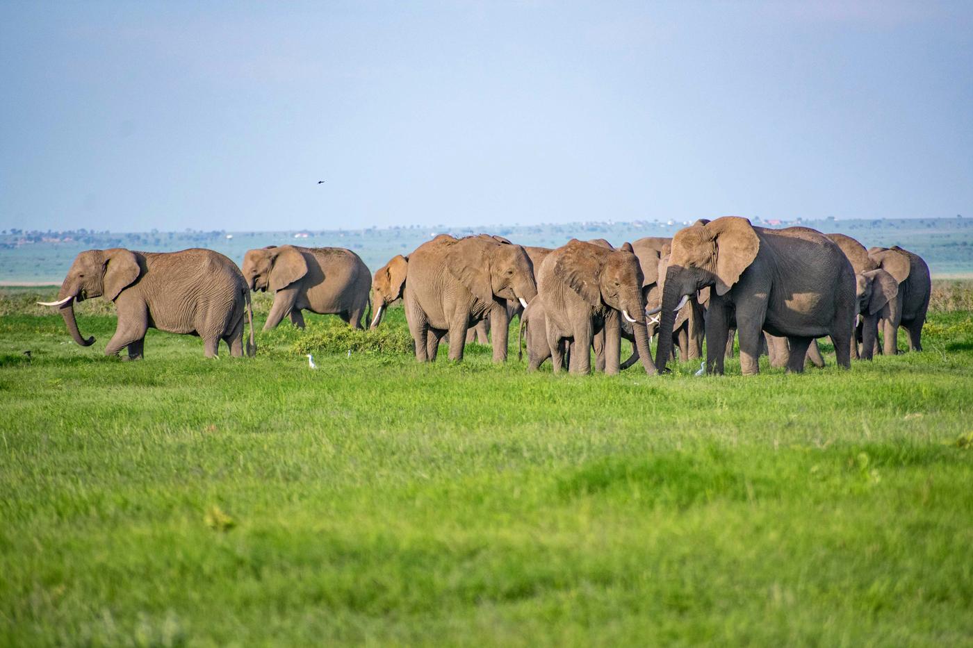 Large elephant herd walking in a line across green grassland under a pale sky