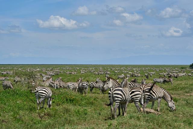 Large herd of plains zebras spread across open green grassland under a blue sky