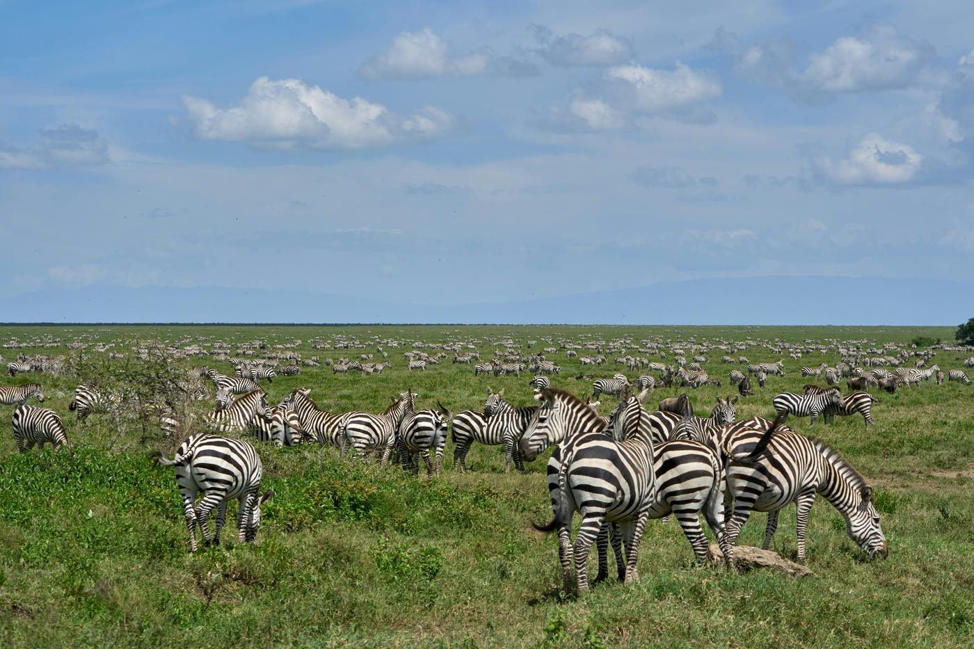 Photographic Safari Across Uganda, Kenya, Tanzania & Zanzibar