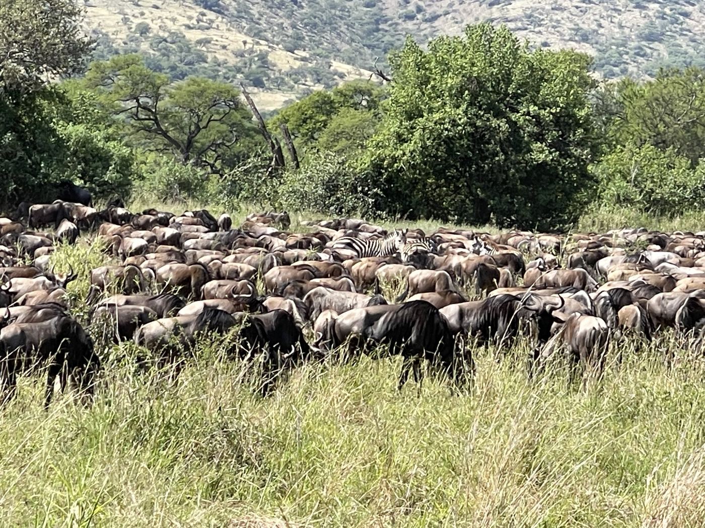 The Great Migration in March: Where the Herds Are and What to Expect