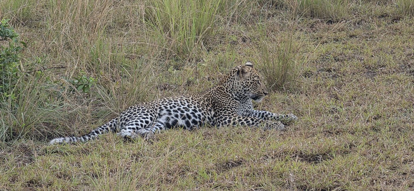 Leopard resting in short grass and looking to the right