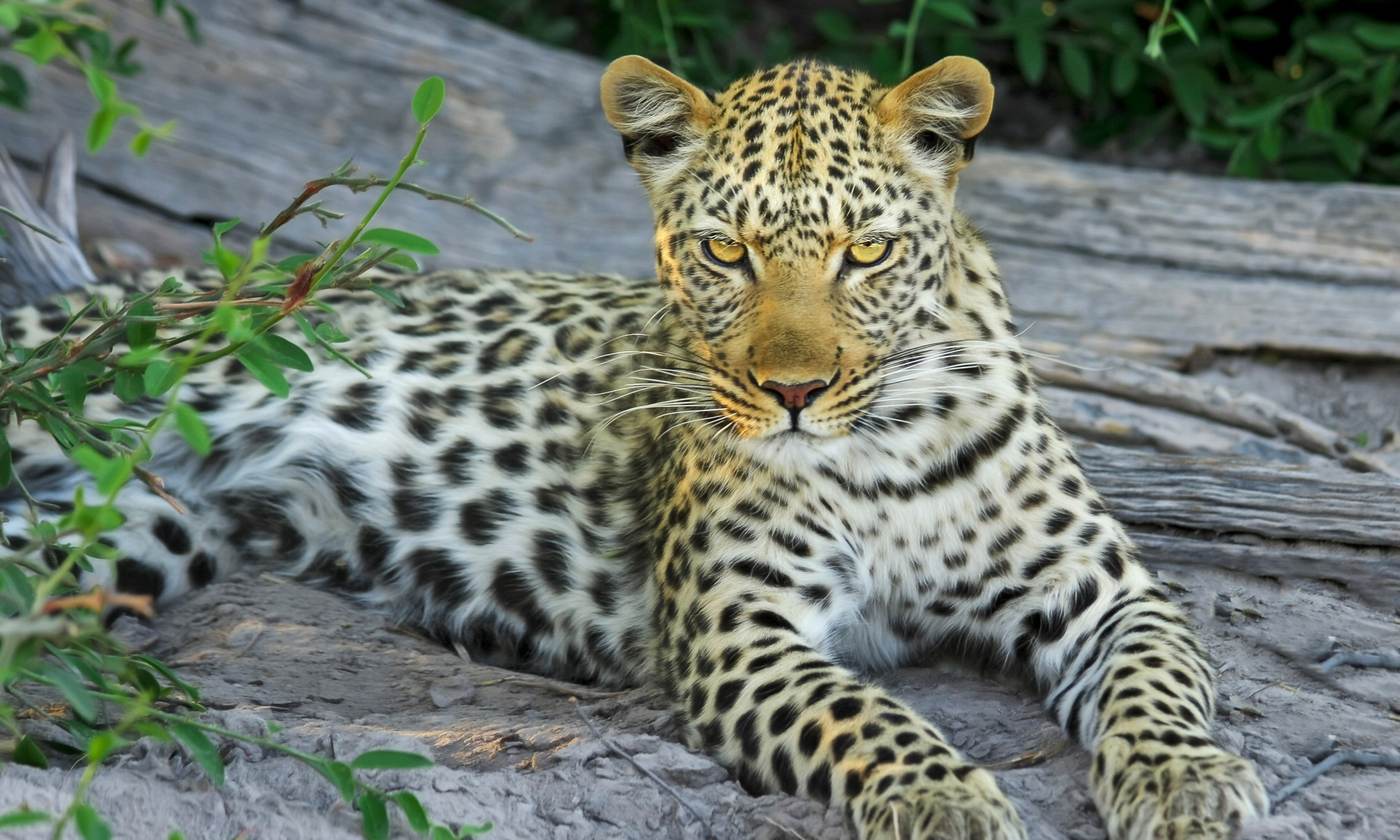 Leopard resting on a fallen log
