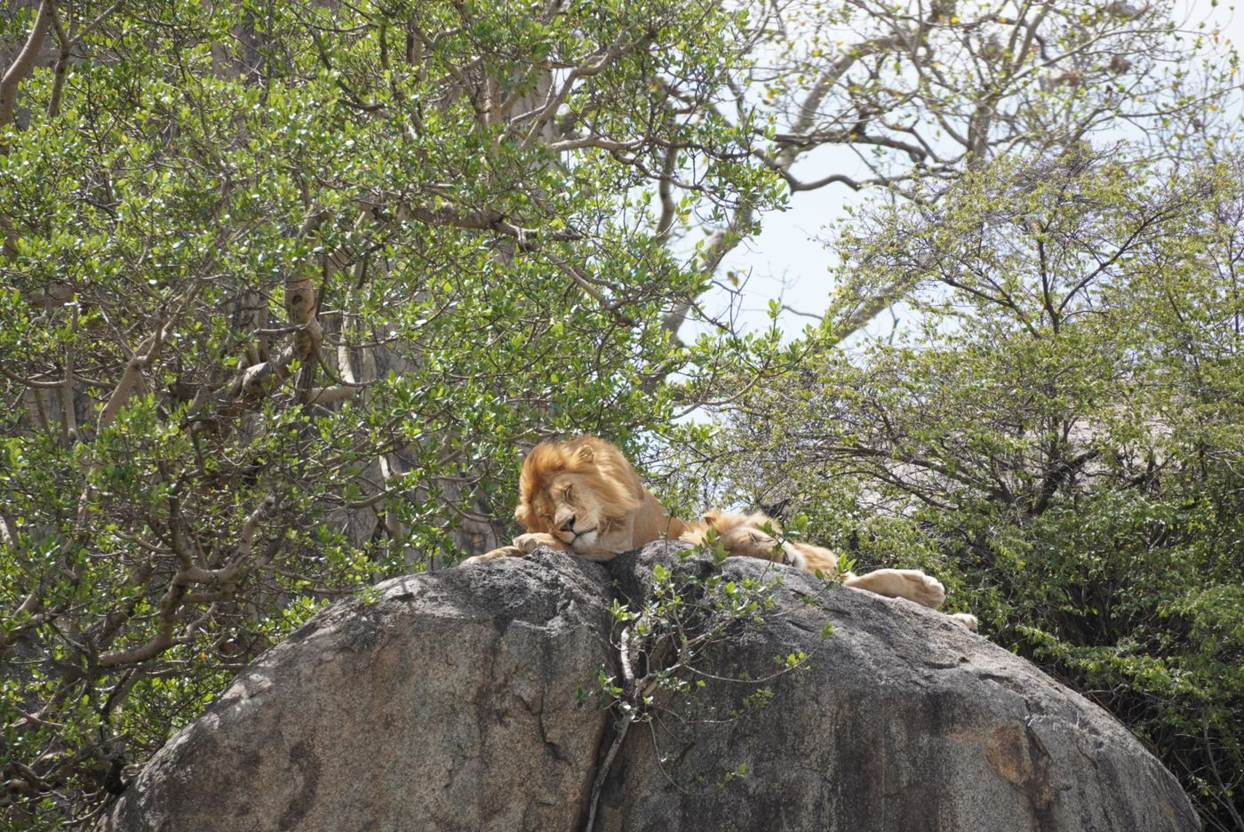 Lion asleep on a granite outcrop among trees