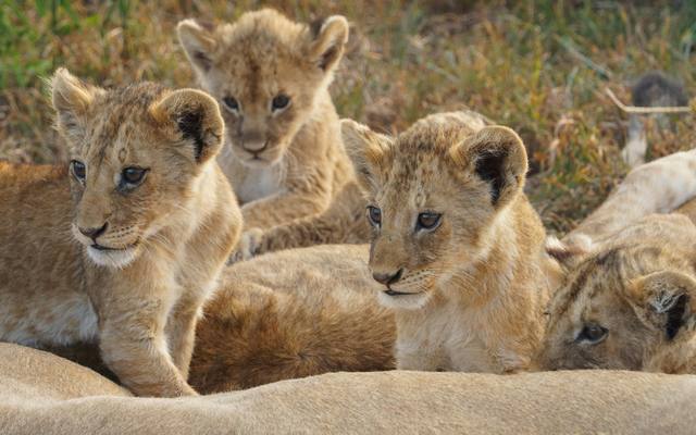 Lion cubs gathered together beside their resting mother
