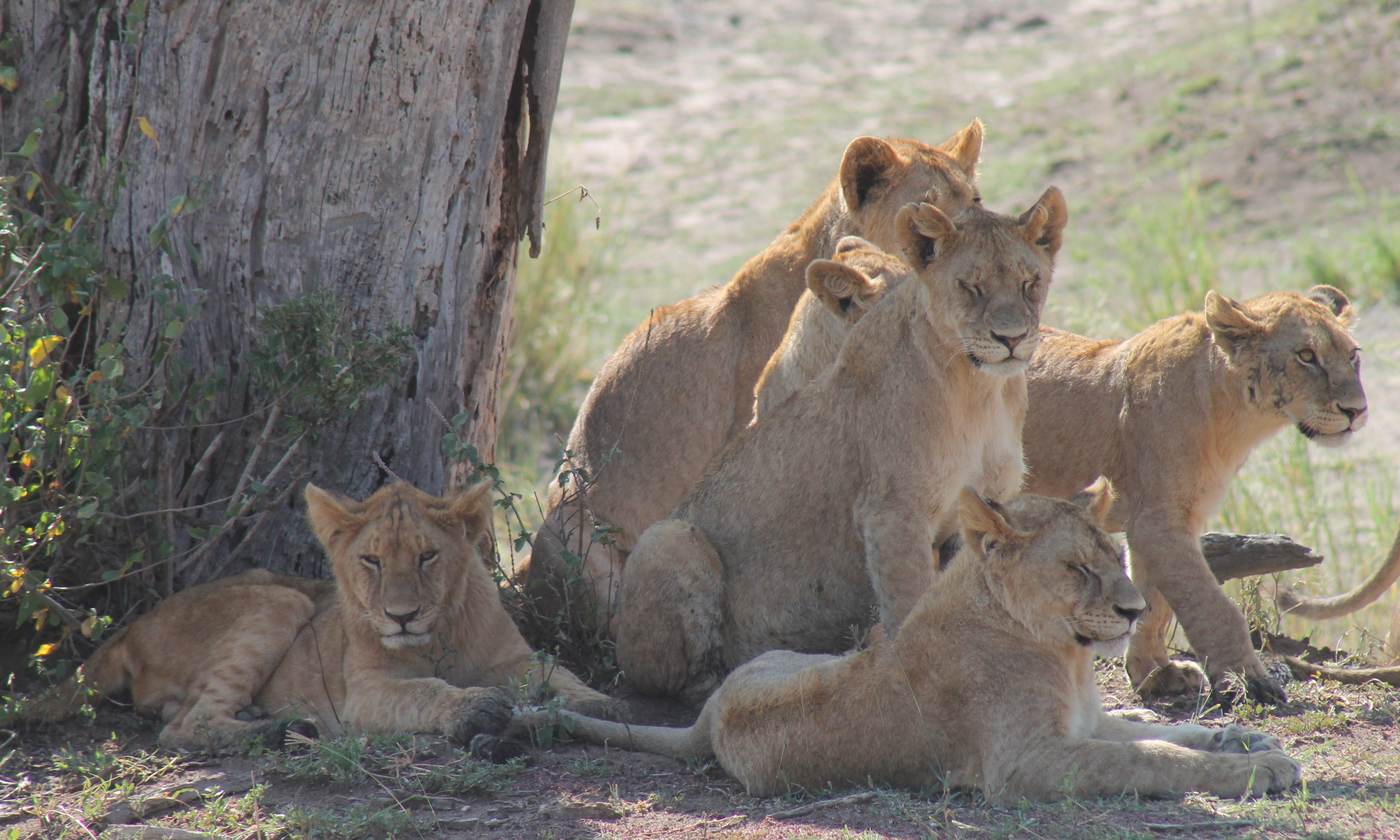 10-Day Best of Uganda Safari