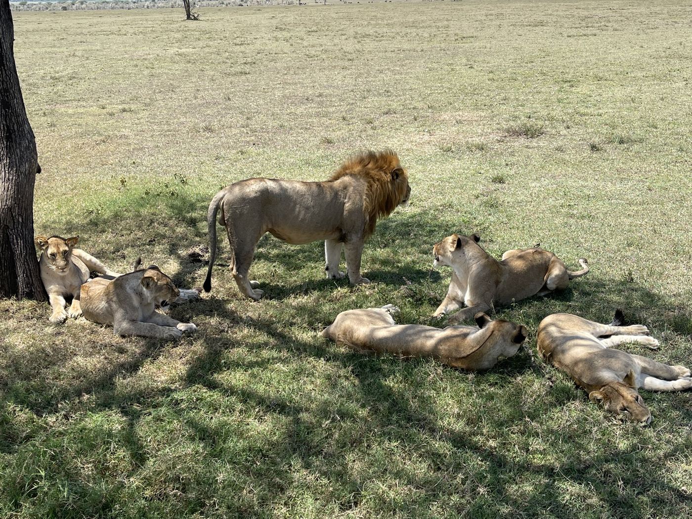 Lion pride resting on short grass with a male lion standing and watching