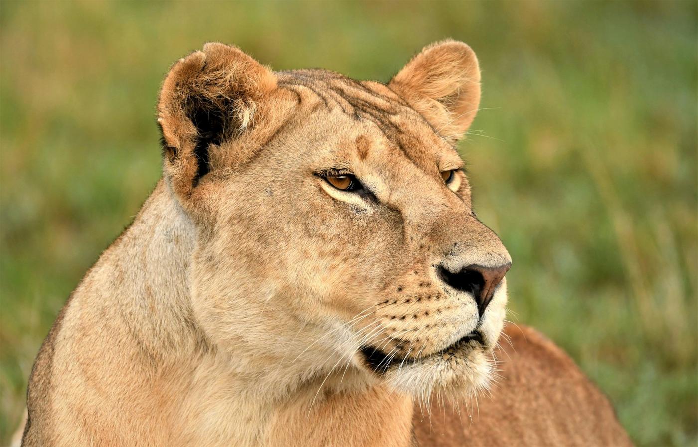 Lioness head in profile looking into the distance against soft green grass
