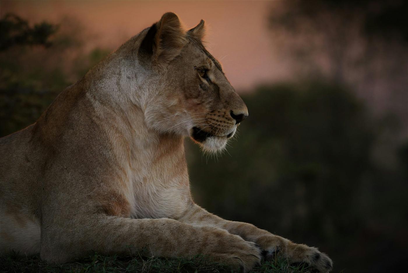 The Complete Safari & Seychelles Grand Journey