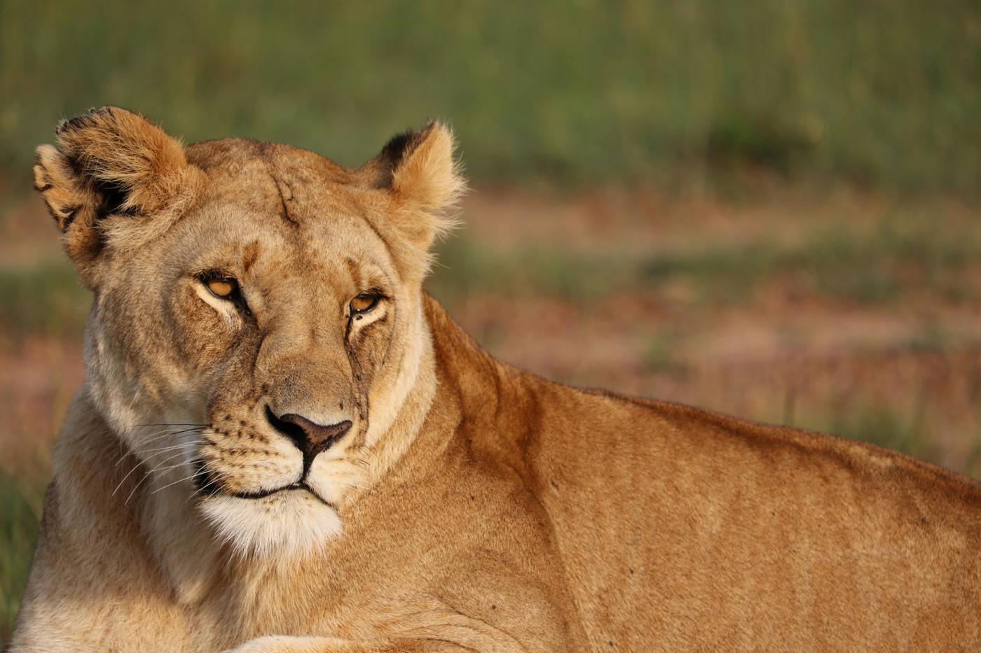 Family Tanzania Safari: Tarangire, Serengeti & Ngorongoro