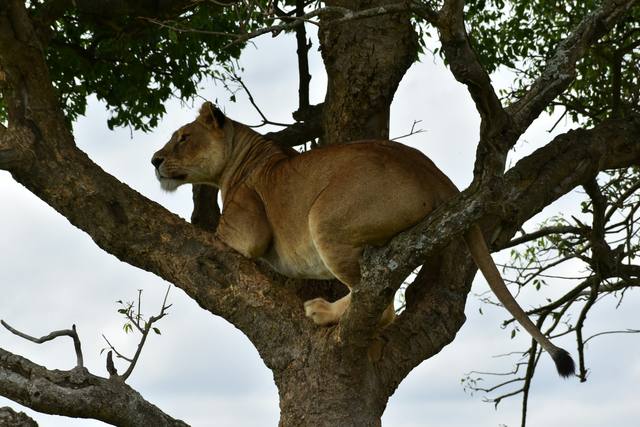 Lioness resting in the branches of a tree, looking out over the savannah
