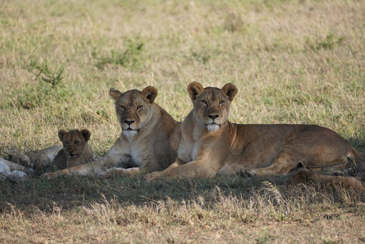Lionesses and cubs resting together in the shade