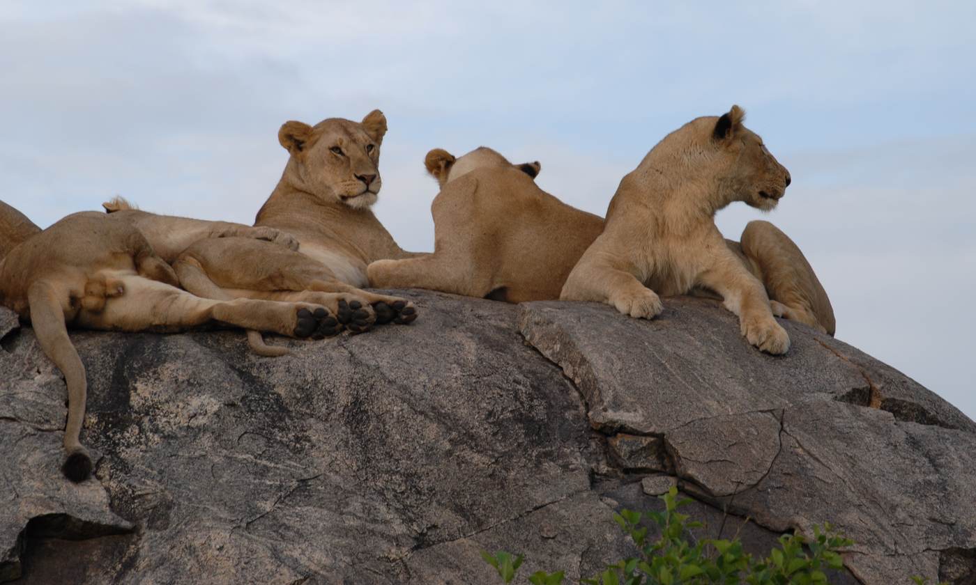 Lionesses resting on a granite rock outcrop
