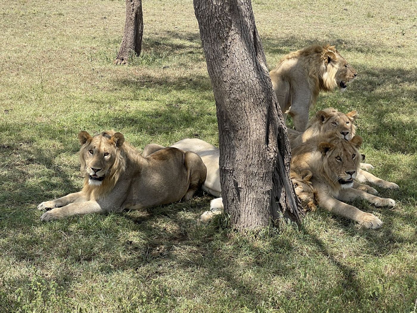Lions resting in the shade of a tree on open grassland