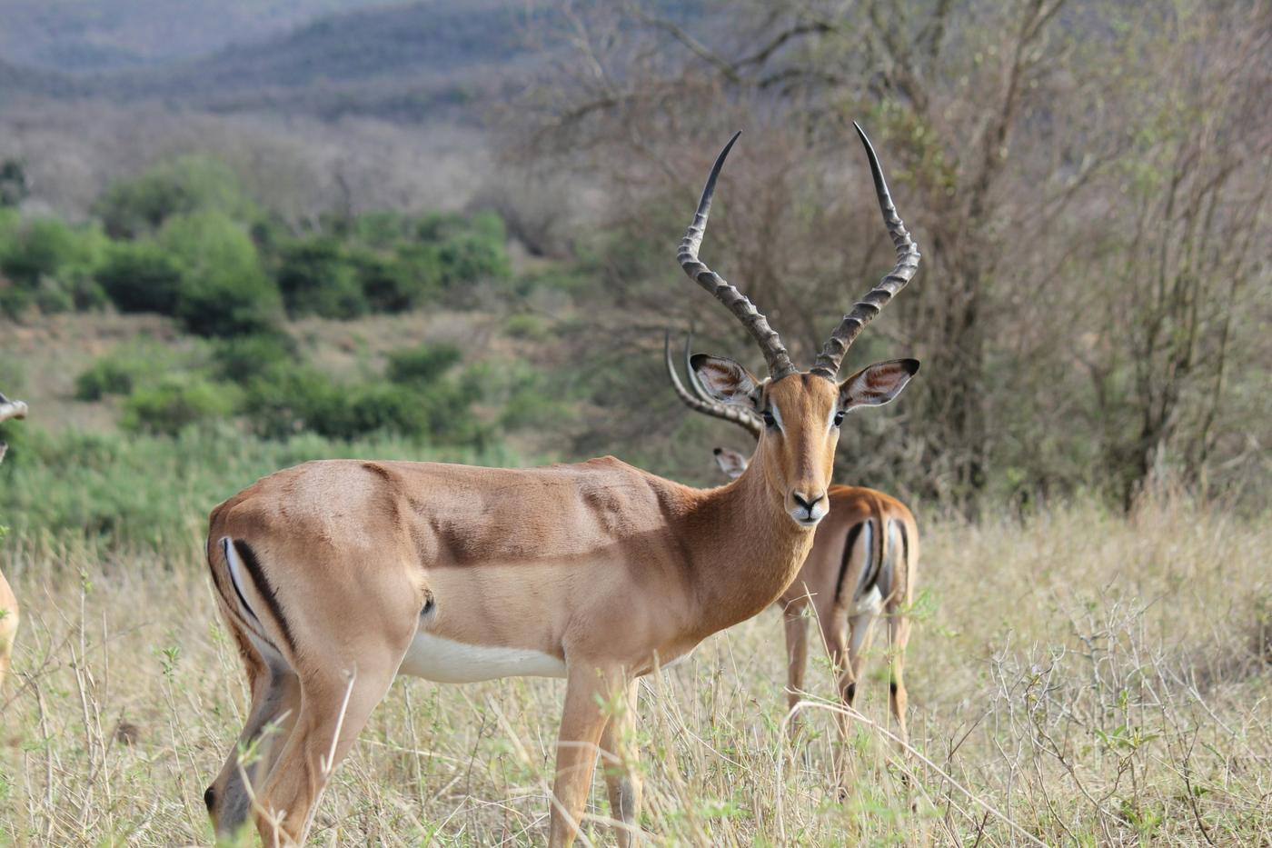 Male impala with tall horns looking at the camera with a second impala behind in dry grass