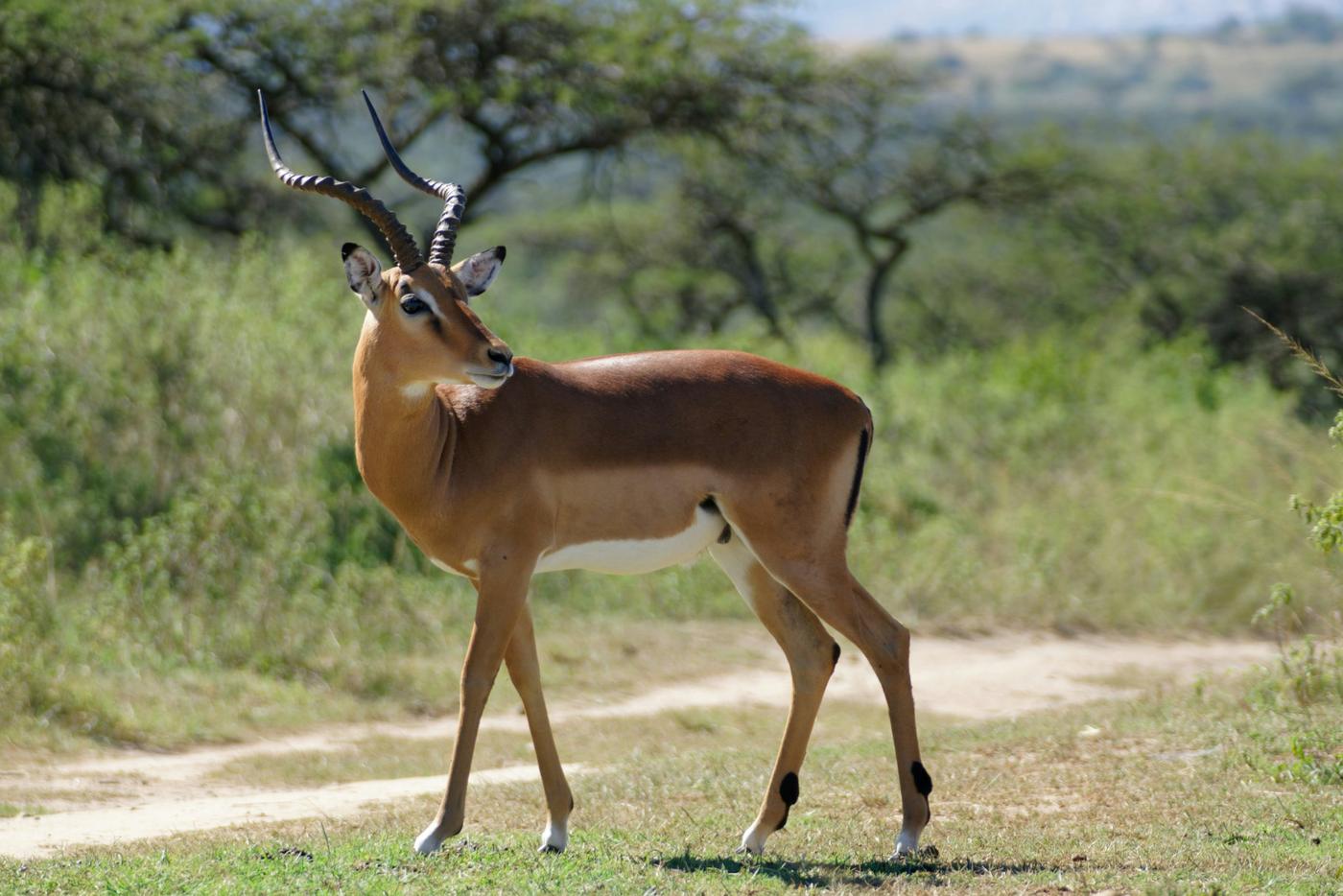 Male impala standing beside a sandy track below acacia trees