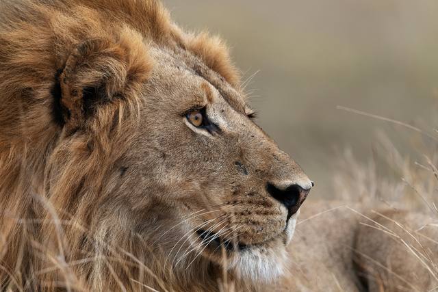 Close profile of a male lion with a dark mane and amber eye