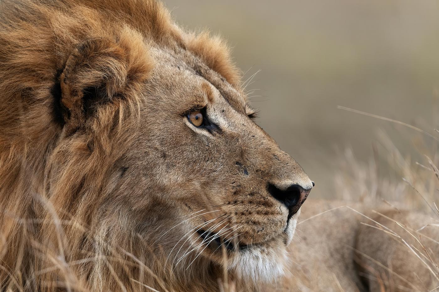 Close profile of a male lion with a dark mane and amber eye